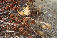 Asclepias vestita