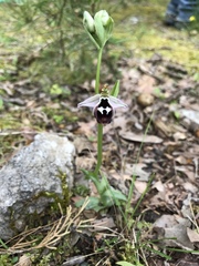 Ophrys reinholdii