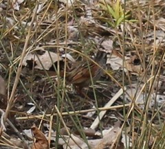 Melospiza georgiana georgiana