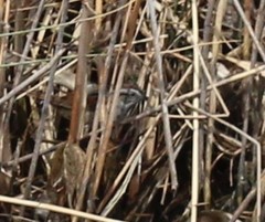 Melospiza georgiana georgiana