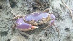 Eurycarcinus orientalis