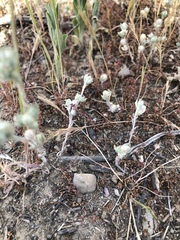 Stylocline gnaphaloides