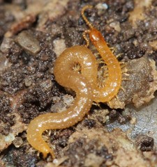 Schendyla nemorensis