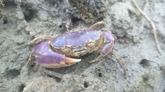 Eurycarcinus orientalis