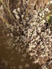 Stylocline gnaphaloides