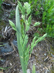 Cheal's Meadow Grass (Poa chaixii)