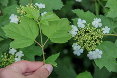 Viburnum opulus opulus