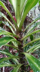 Dracaena