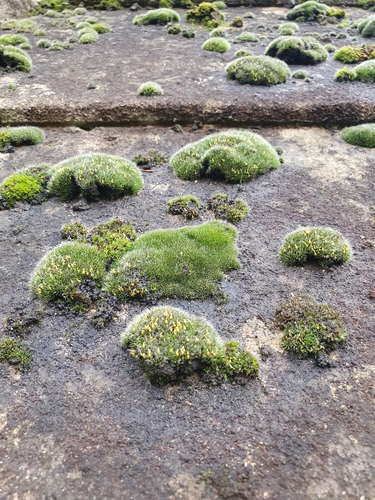 Image of Grimmia orbicularis by no rights reserved