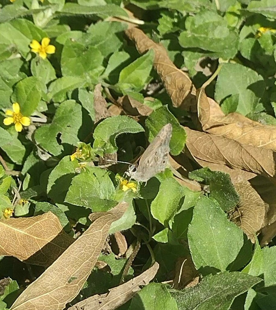 Mallow ScrubHairstreak from Corpus Christi, TX, USA on December 28