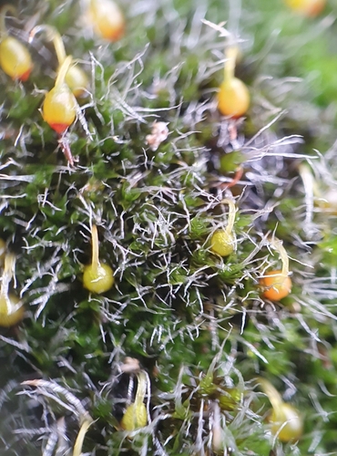 Image of Grimmia orbicularis by no rights reserved
