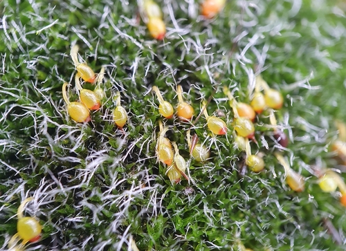 Image of Grimmia orbicularis by no rights reserved