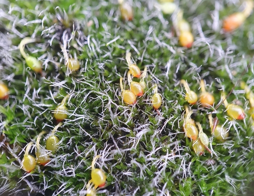 Image of Grimmia orbicularis by no rights reserved