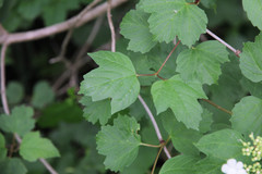 Viburnum opulus opulus