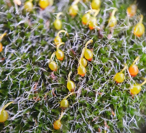 Image of Grimmia orbicularis by no rights reserved