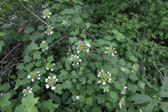 Viburnum opulus opulus