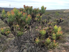 Leucadendron modestum