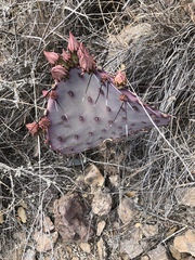 Opuntia azurea