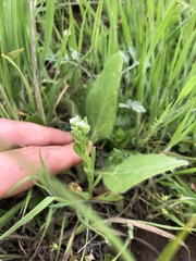 Myosotis verna