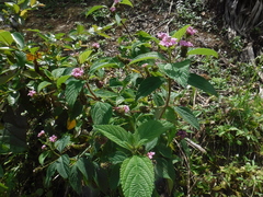Lantana trifolia
