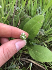 Myosotis verna