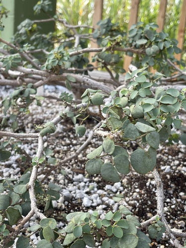 Kanaloa kahoolawensis