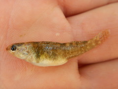 Etheostoma grahami