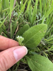 Myosotis verna