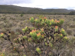Leucadendron modestum