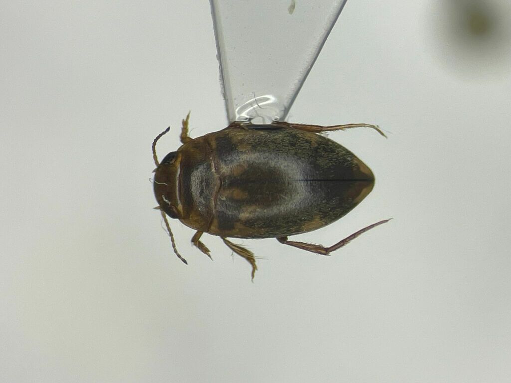 Neoporus undulatus
