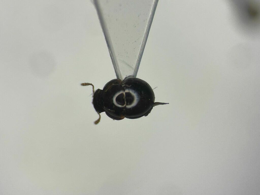 Agathidium fawcettae