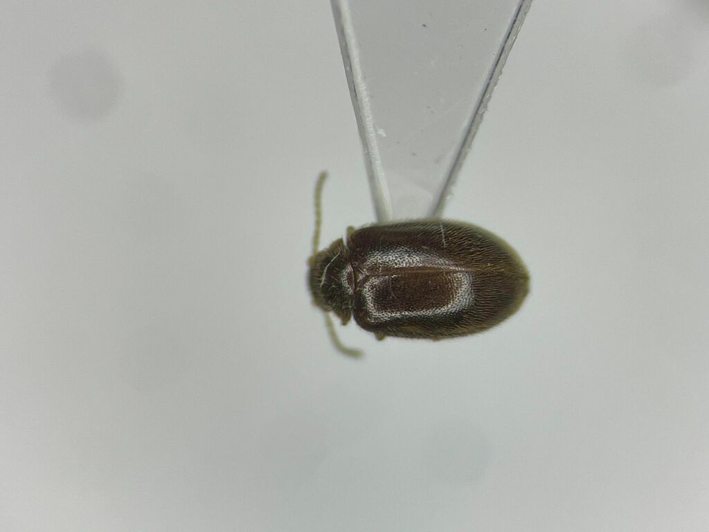 Contacyphon obscurellus