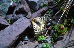 Parnassius delphius