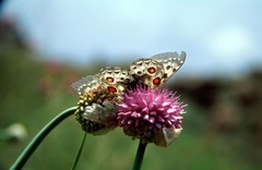 Parnassius tianschanicus