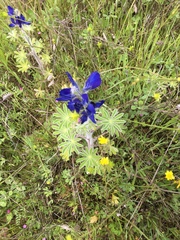 Lupinus pilosus