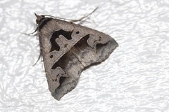 Tephriopis divulsa