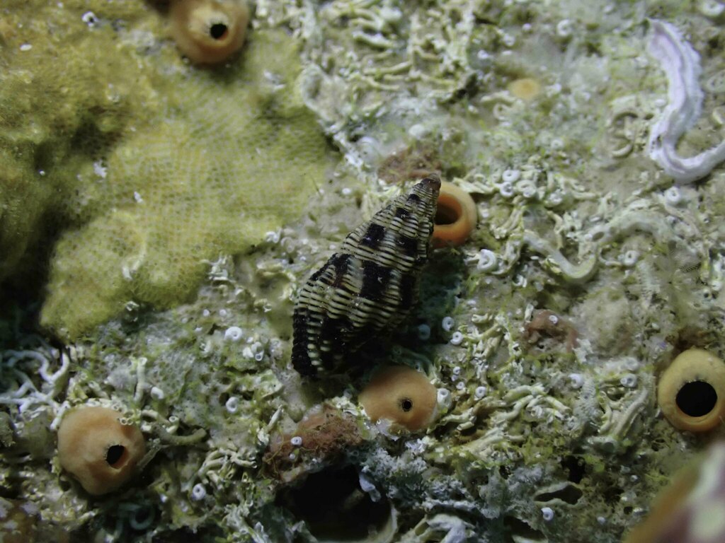 Engina australis from North-West Solitary Island, New South Wales ...