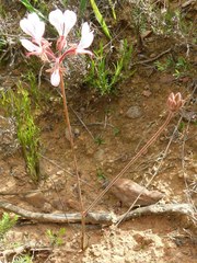 Pelargonium dipetalum