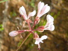 Pelargonium dipetalum