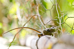 Tropidurus torquatus