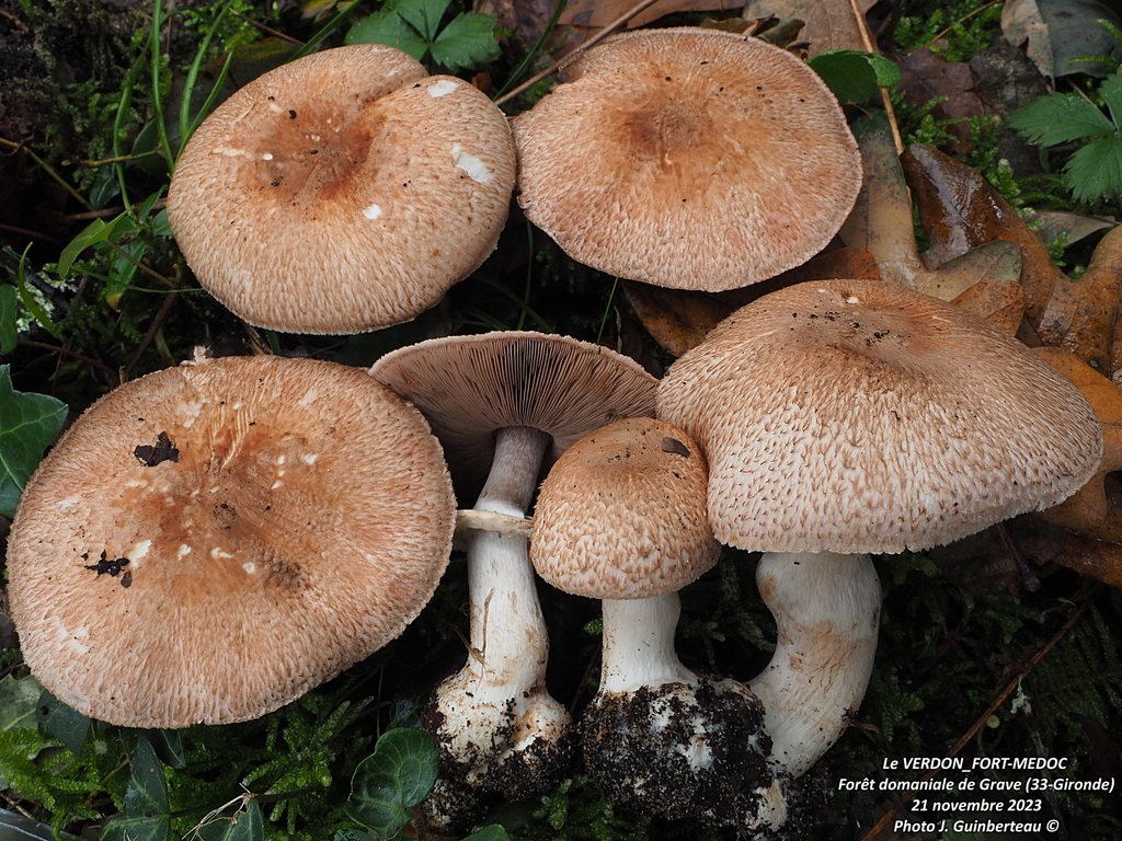 Agaricus freirei
