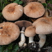 Agaricus freirei - Photo (c) Guinberteau Jacques, some rights reserved (CC BY-NC), uploaded by Guinberteau Jacques