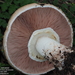 Agaricus variegans - Photo (c) Guinberteau Jacques, some rights reserved (CC BY-NC), uploaded by Guinberteau Jacques