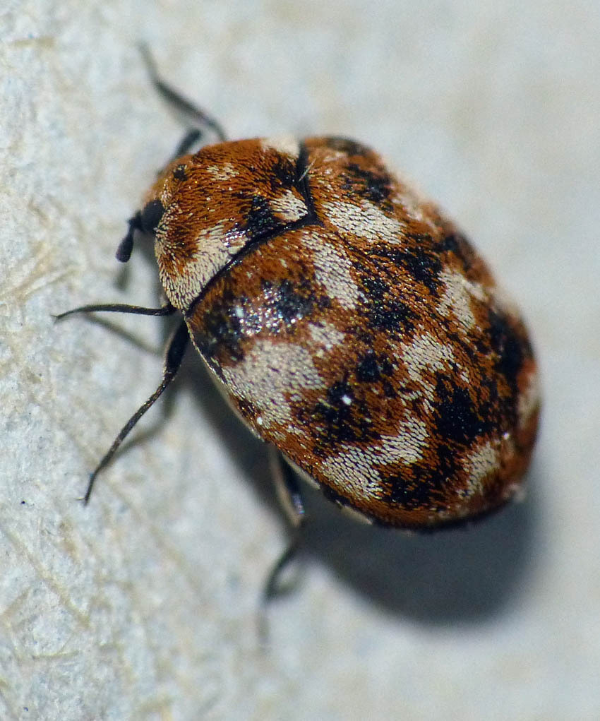 Varied Carpet Beetle from 50620 Le Dézert, France on June 13, 2023 at ...