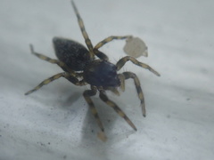 Hakka himeshimensis