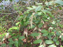 Leucothoe