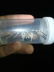 Eusparassus