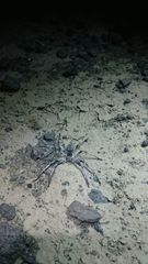 Eusparassus