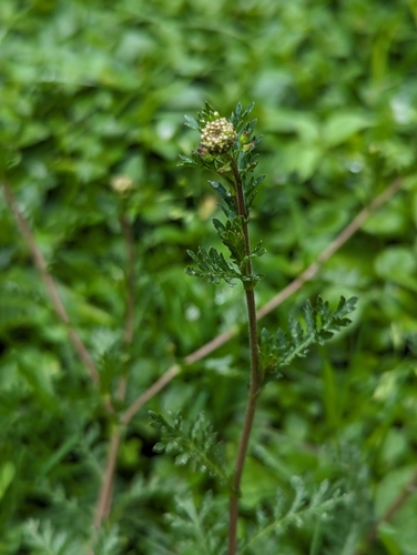 Image of Lepidium bipinnatifidum by (c) Zihao Wang, some rights reserved (CC BY)