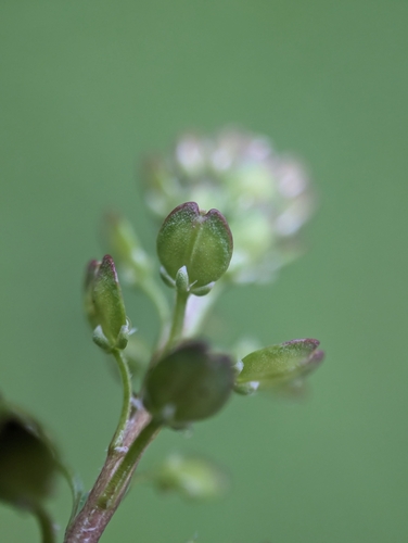 Image of Lepidium bipinnatifidum by (c) Zihao Wang, some rights reserved (CC BY)